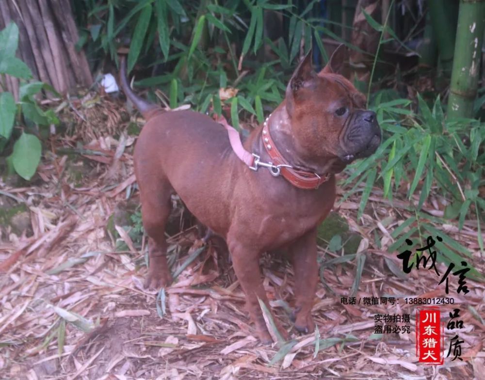 中国川东猎犬简介 川东猎犬又称重庆猎犬,重庆犬,邻水狗,足狗,合川狗