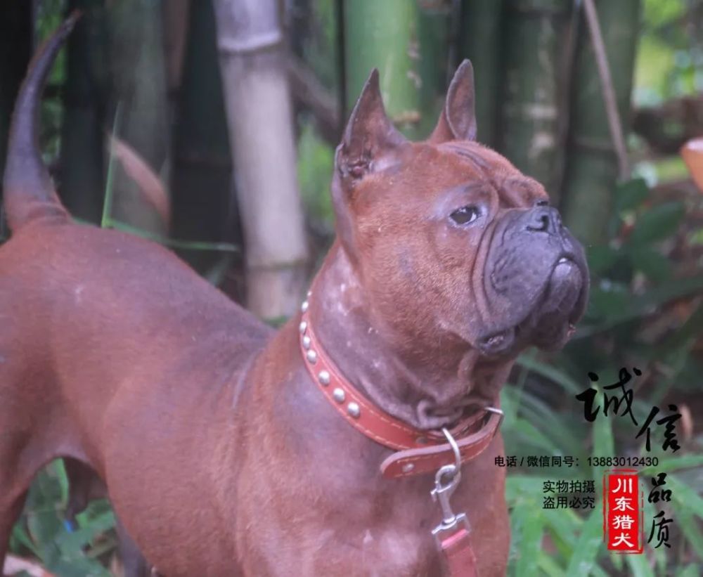 川东猎犬图鉴犬名苗苗母犬