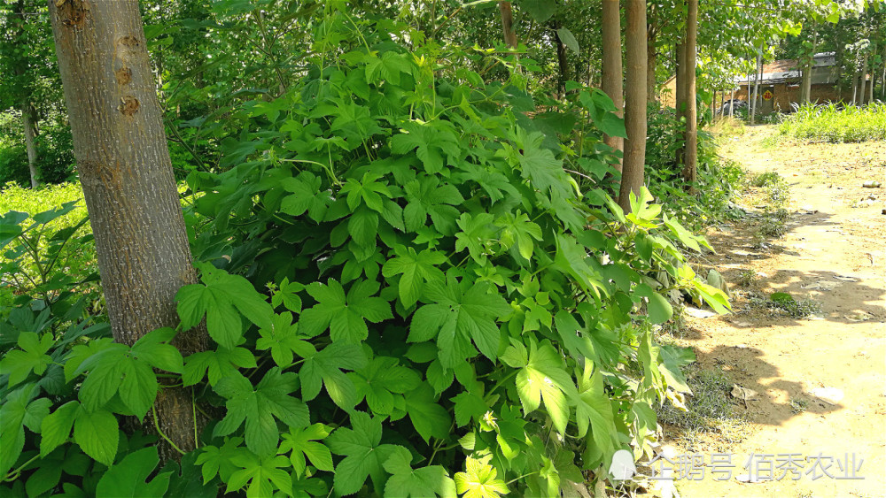 农村有种常见植物,浑身长满倒刺,人称"割人藤",是种中