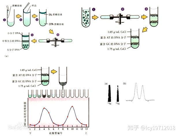 核酸的性质 变性与分子杂交