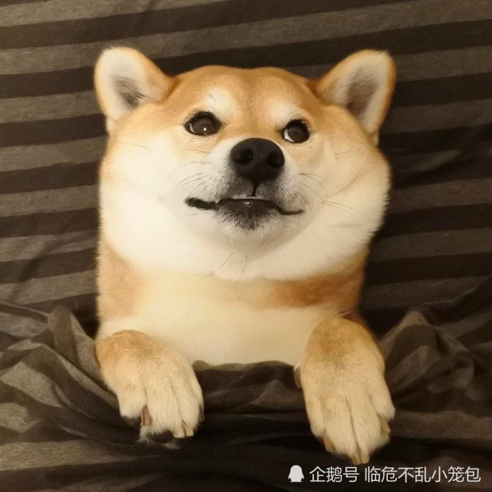 旺!用起来会原地发财的可爱柴柴头像