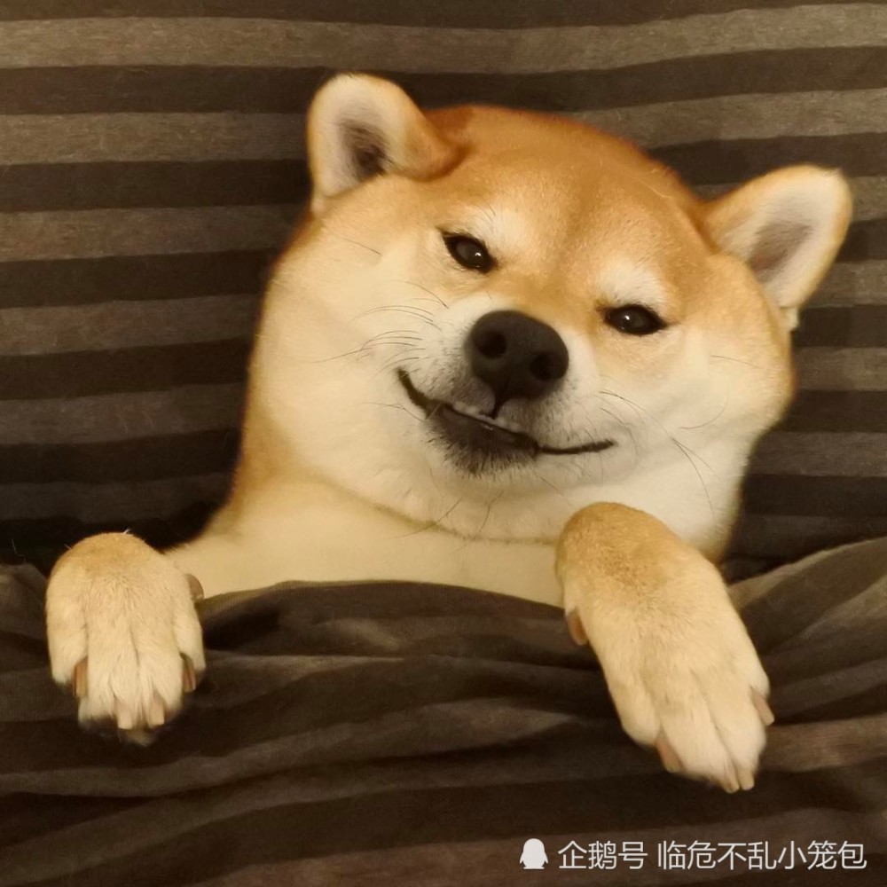 旺!用起来会原地发财的可爱柴柴头像