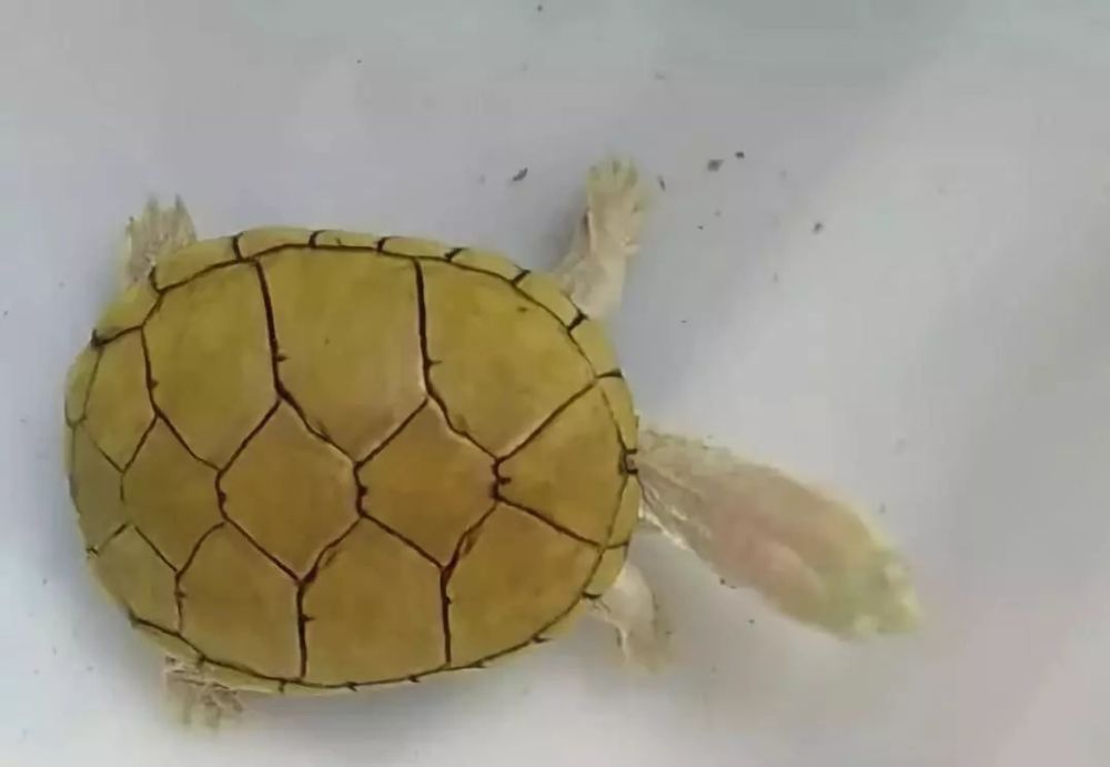 黄泽泥龟是一种体型小巧,且极其耐看的龟龟,它们的命名源于它背部
