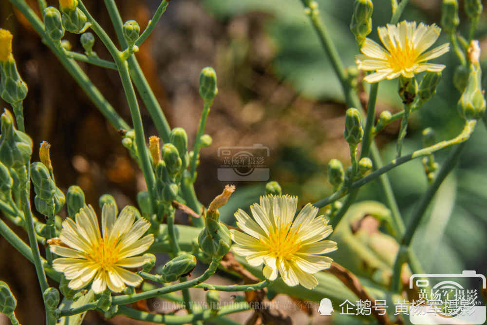 莴苣花娇艳绽放的美丽