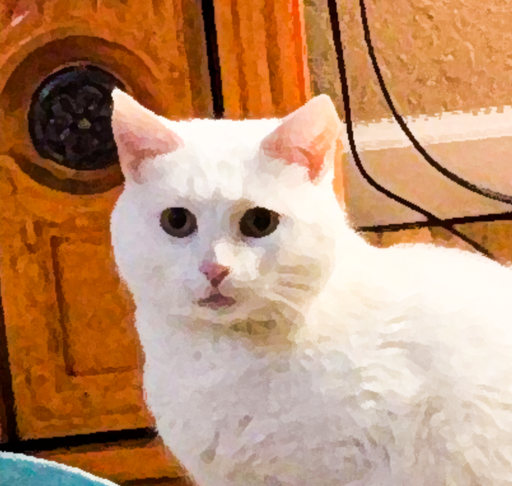 猫咪被兔子霸占窝后,敢怒不敢言,满脸委屈求助宠主