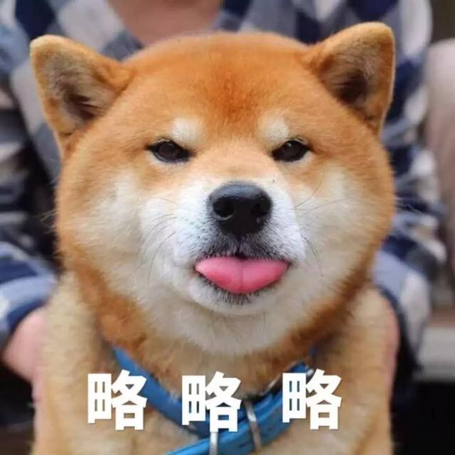 5,柴犬略略略 这只狗狗是外网的"龙二"(ryuji) 因为喜爱吐舌被截图