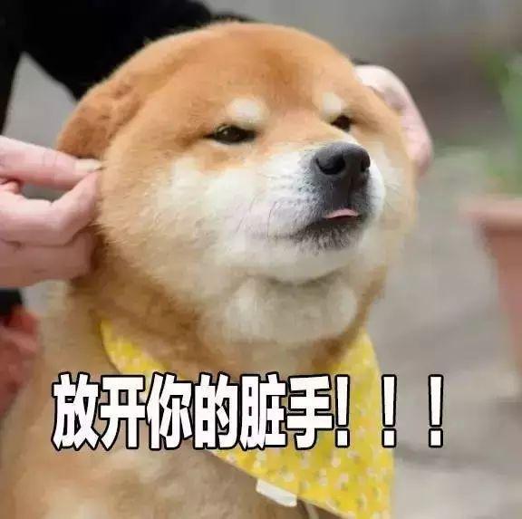 盘点表情包里的那些网红萌宠,你都认识吗?