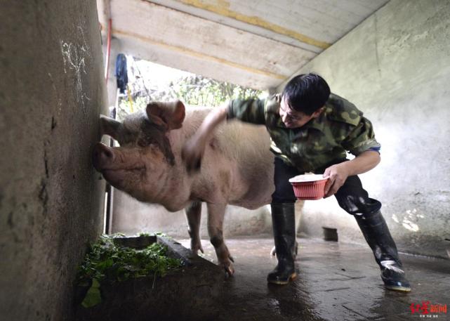 确实已经无法自行站立起来,但依然吃嘛猪洗澡猪洗澡照片猪洗澡图片猪