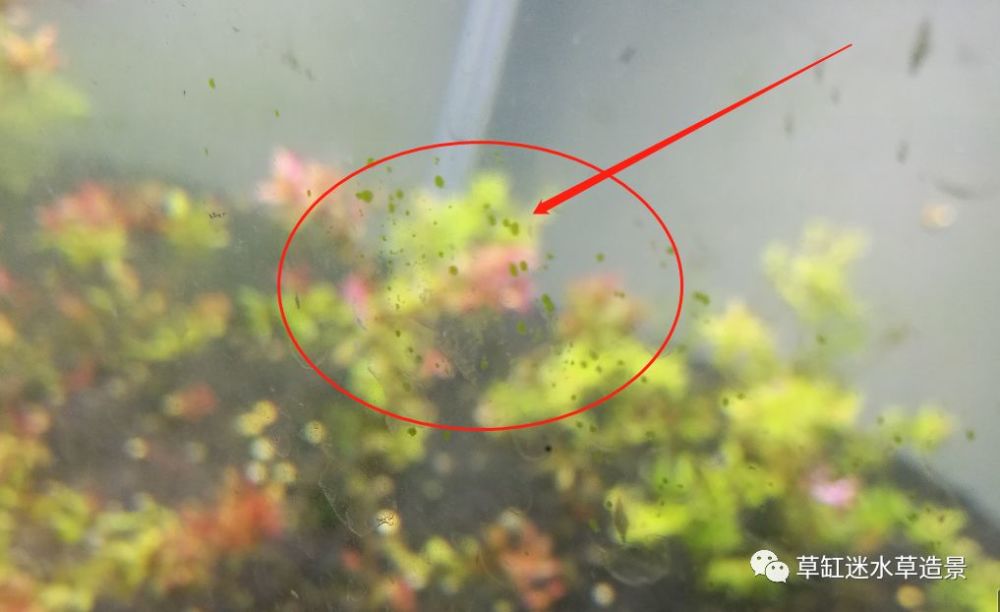 草缸毒瘤——绿斑藻,如何处理?