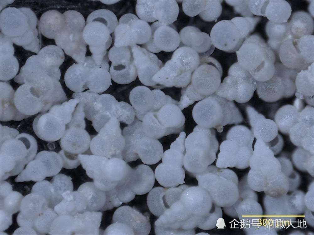 有孔虫的美学-自然界中的艺术