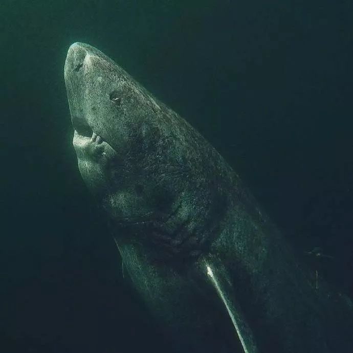 长寿的鲨鱼 出生于明朝 格陵兰睡鲨 150岁左右才性成熟 寿命可达400年
