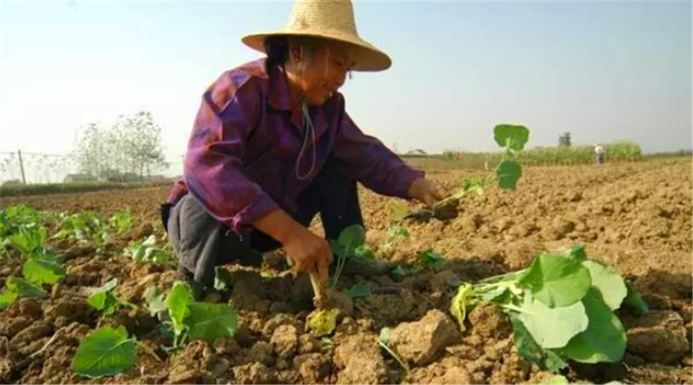 油菜育苗移栽如何避免高脚苗?