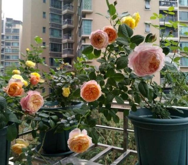 阳台养花首选月季盆栽,将"4点"做好,秋冬照样花开不停歇