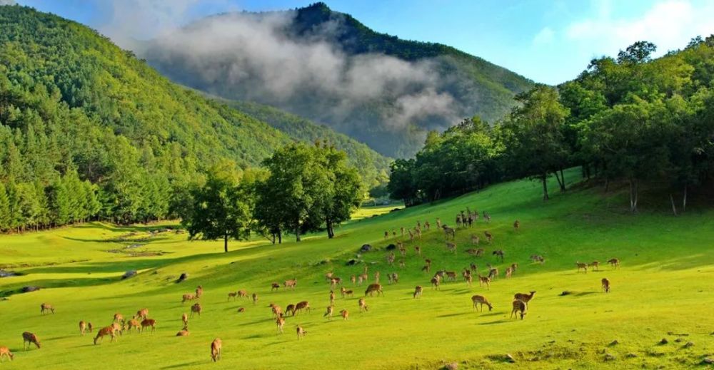 山岩,在兴安森林公园画神奇的动植物,在凉水自然保护区画混交林生态