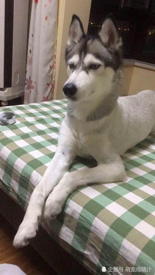 独属于哈士奇的神之藐视,不可一世
