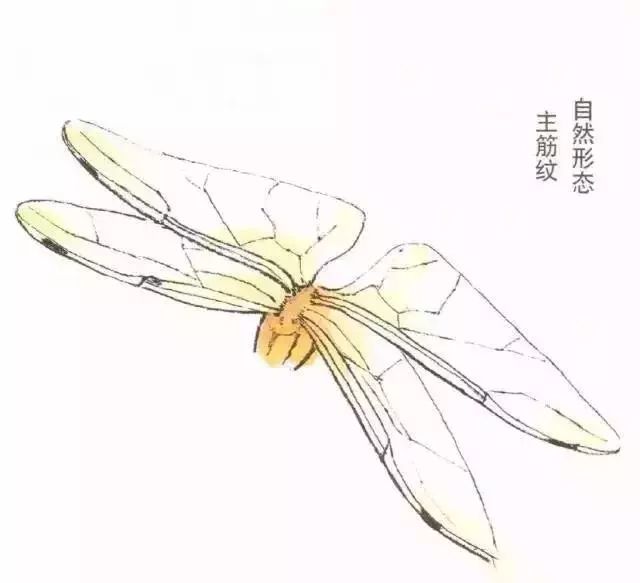 蜻蜓的各种生理器官图示,蜻蜓虽然品种繁多,但大部分的结构基本相似.