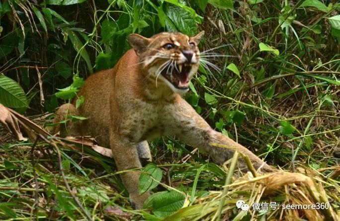 我就是彪下一代森林之王中国最神秘的中型猫科动物