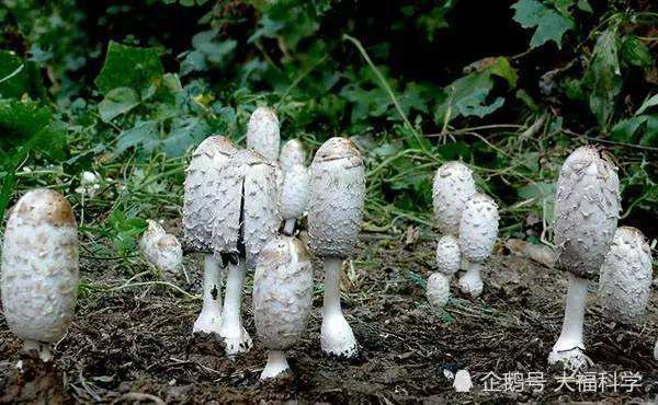 中国十大常见毒蘑菇,遇见致命白毒伞一定要绕道