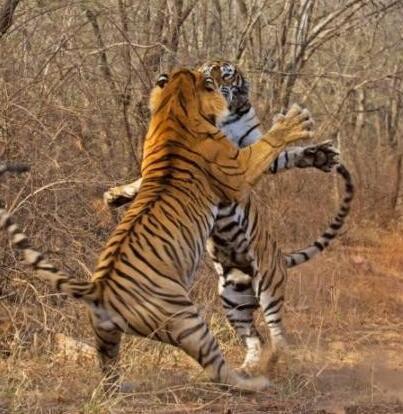 母老虎抓到猎物后左顾右盼,结果让它后悔的事发生了!看着真着急