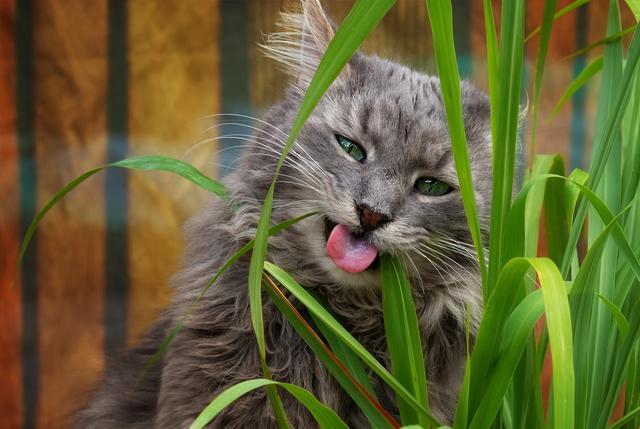 猫吃草仅仅是为了化毛?别天真了,猫咪吃草其实还有这些好处呢