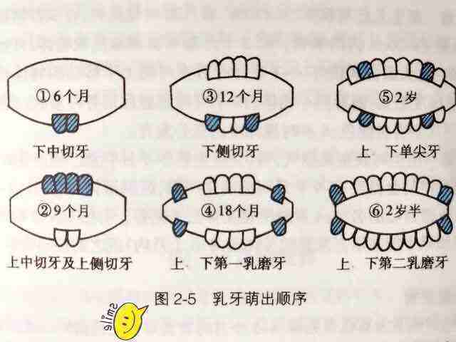 宝宝长牙顺序图:多大开始长牙,几岁出齐?看你家娃出牙