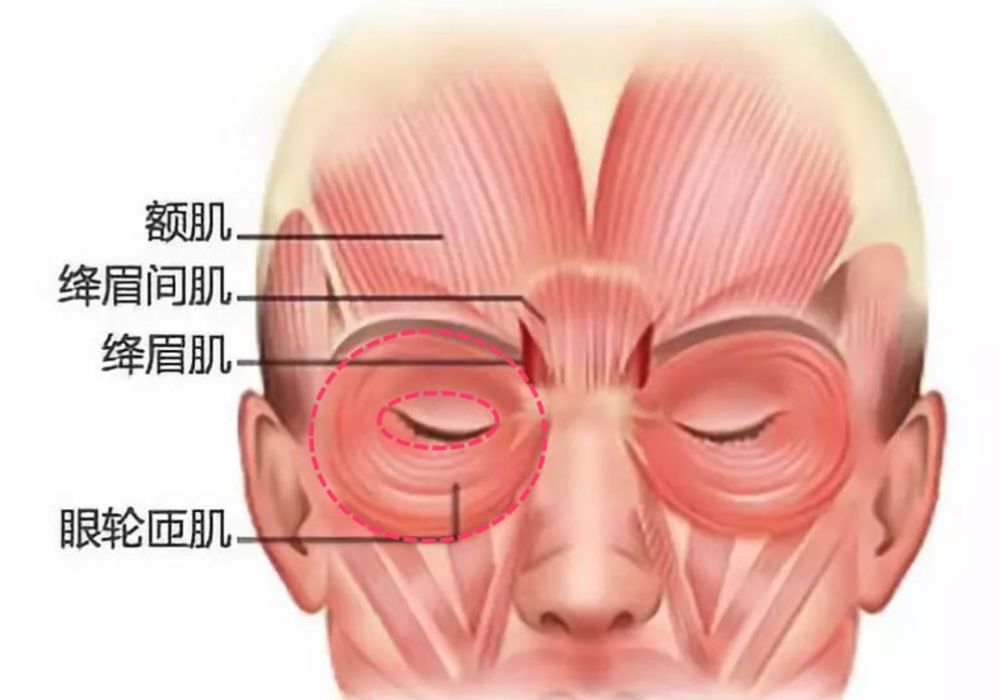 两个圆圈之间的肌肉都是眼轮匝肌,所以包括卧蚕也是由眼轮匝肌控制的.