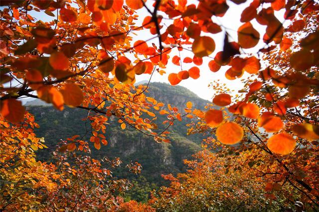 赏红叶最佳目的地,华北最壮观的山地红叶就在北京房山