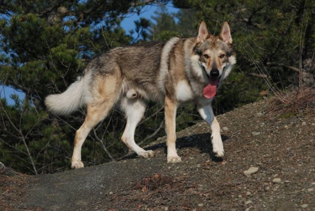 世界四大狼犬——中国原生狼犬名列其中