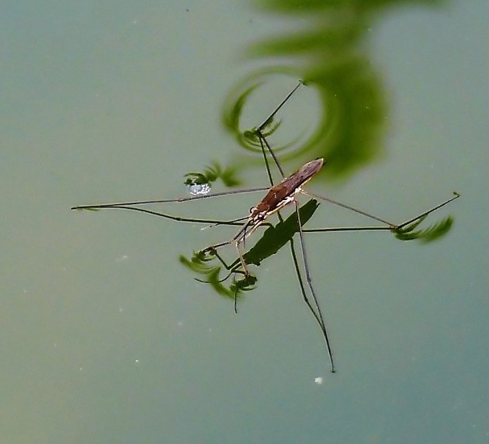 生物追踪:水黾,出生就会水上漂的速度级滑水高手.