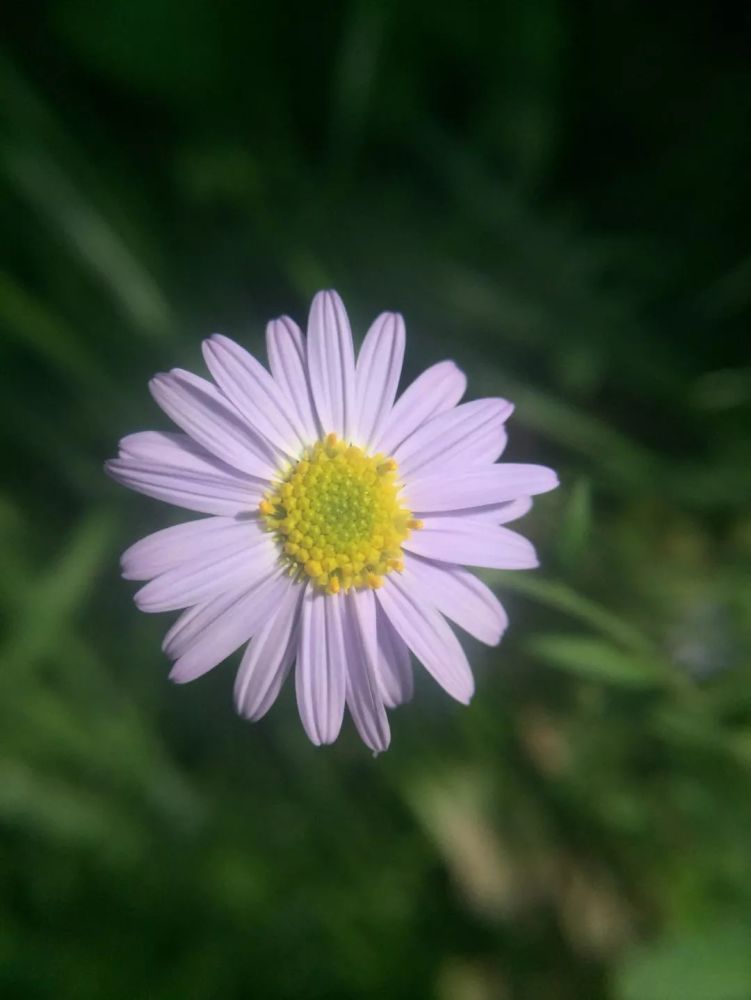 紫菀| 名字高贵,生境粗放的"钻石花"