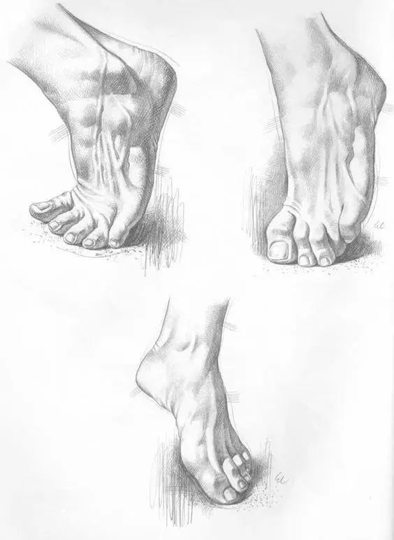 半腱肌和半膜)和内侧肌肉;小腿由前肌群(胫骨前肌等),外侧肌群(腓骨长
