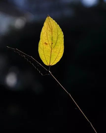 二月兰|锦夕:一片树叶的自白