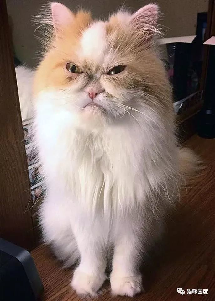 铲屎官家的猫,本来就丑,还经常一幅很不爽的表情