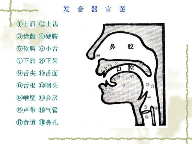 人体发声腔体的剖面图