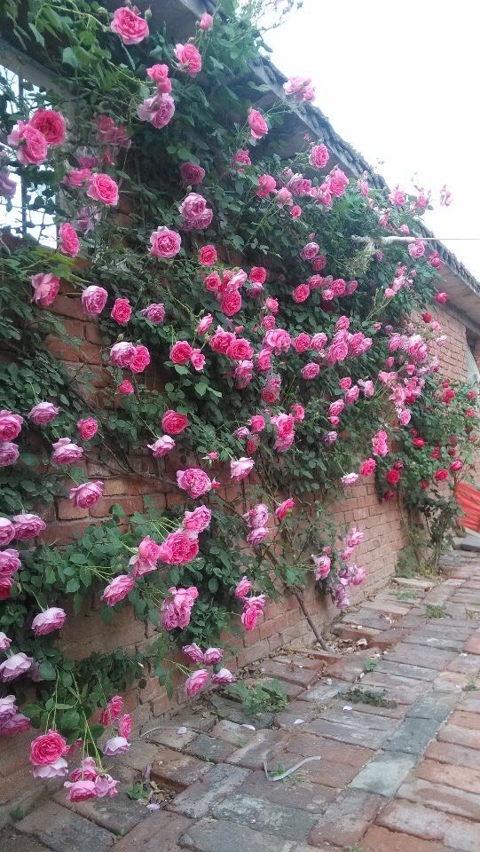 红木香花