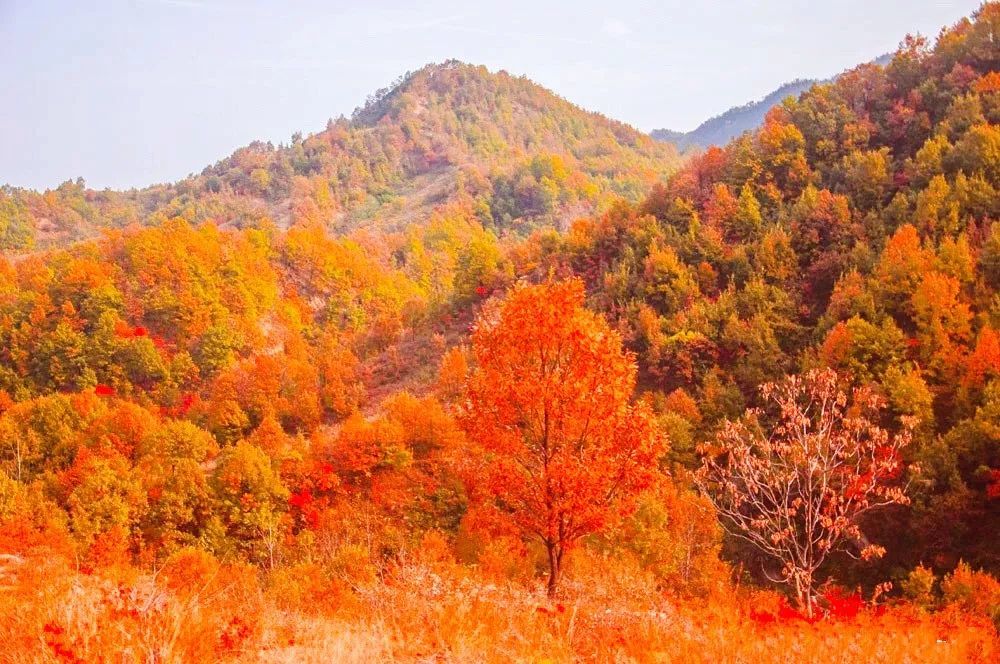 看那万山红遍, 层林尽染, 仿佛只剩下风吹过树叶的沙沙声, 令人沉醉在