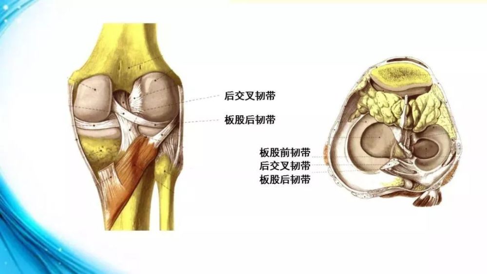 膝关节交叉韧带,又称十字韧带,位于股骨内外髁之间,前后两条,互相交叉