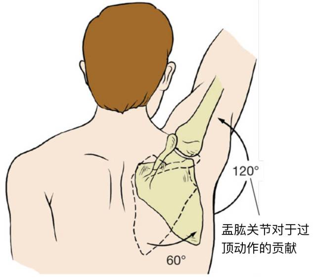 肩关节一动就咔咔响,并不一定是疾病,教你这样快速区分