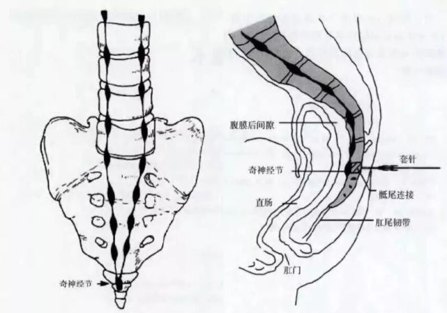 什么是奇神经节?小编从解剖学角度给大家简单解释一下.