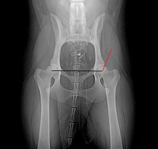 得了髋关节发育不良症,不要慌,这么做可以让狗狗可以恢复健康