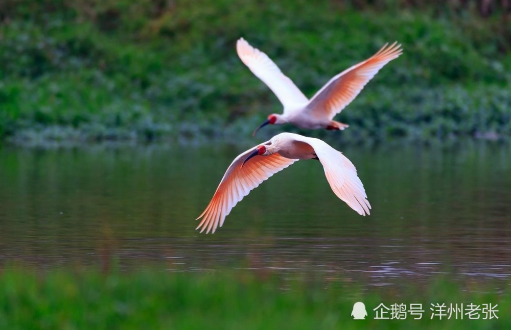 陕西这座千年古城私藏着秦岭最美风景,被称为"朱鹮之乡",是你的家乡吗