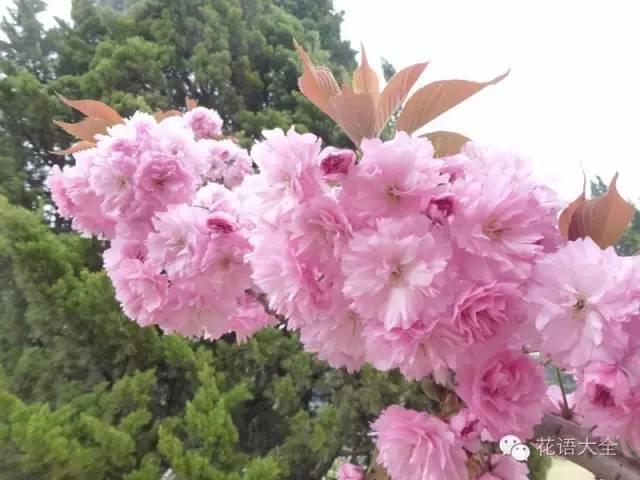 冬樱花是日本夏季的应景花,在欧洲则多被用来食用.