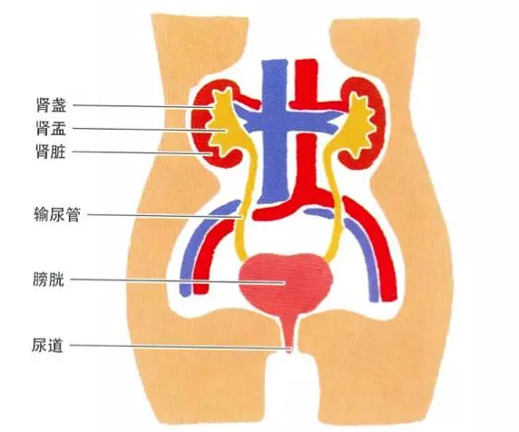 尿道炎:发作性尿痛,尿频,多无血尿和耻骨联合上疼痛.