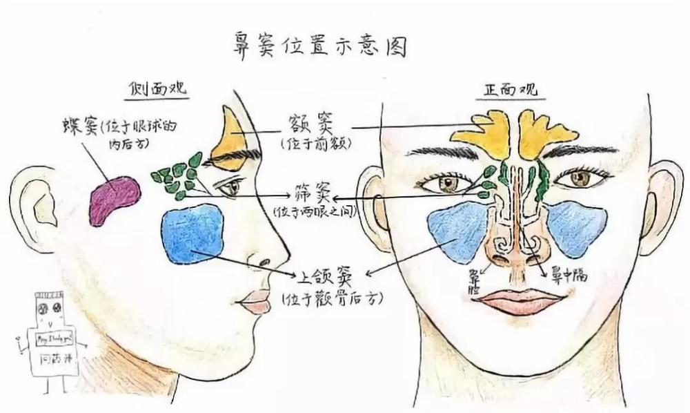 鼻窦的位置和作用 在鼻腔的周围,还对称地分布着四对充满气体的腔道