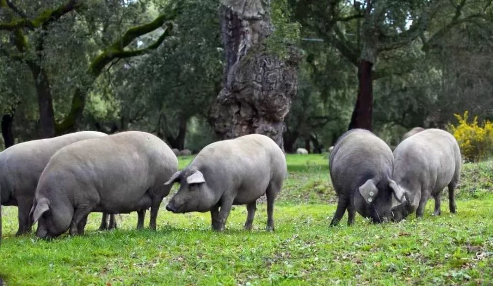 据展商介绍,在西班牙, 吃着橡果,惬意散步的伊比利亚黑猪