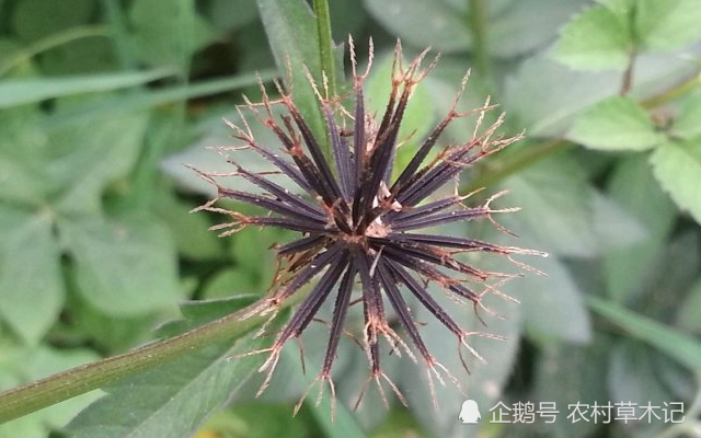 人称"鬼见愁,因果实原因,常被除掉,殊不知价值如此珍贵