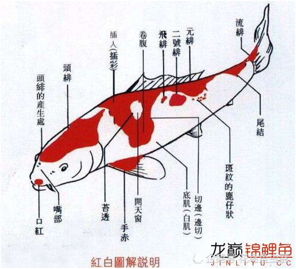 最全图解锦鲤各部位各品种区分及雌雄辨别