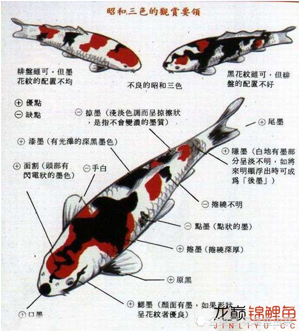 最全图解:锦鲤各部位,各品种区分及雌雄辨别