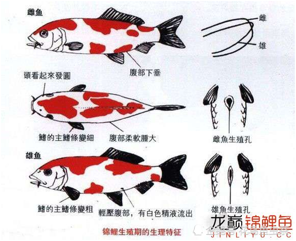 最全图解:锦鲤各部位,各品种区分及雌雄辨别