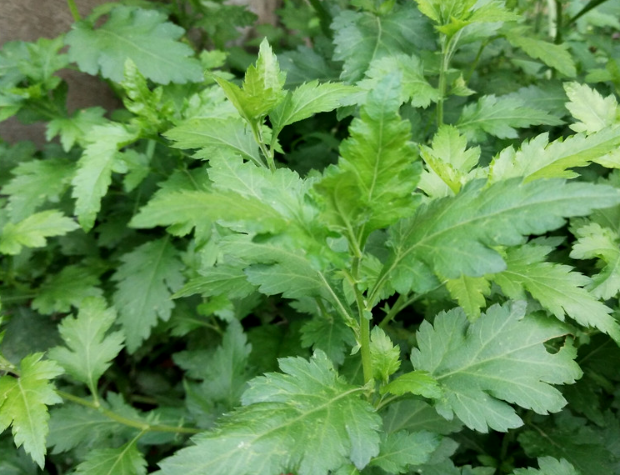 荒野维生野菜系列——菊花脑